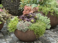 Fall planting in plant container with Echeveria and Sedum, autumn October