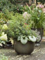 Fall planting in plant container with Brunnera and Nepeta, autumn October