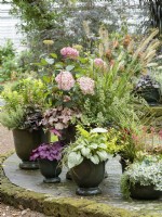 A display of glazed pots planted with mixed perennials. Largest pot contains Hydrangea with Pennisetum, Heuchera and Nepeta whilst small pots near front have silver-leaved Brunnera and purple-leaved Heuchera. Autumn, October
