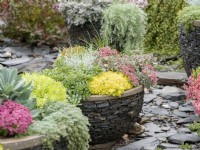 Mixed container of drought-tolerant perennials with colourful foliage including silver-leaved Leucophyta brownii and low-growing sedum, autumn October