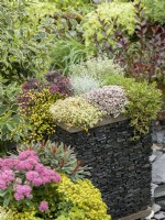 Mixed container of drought-tolerant perennials with colourful foliage including silver-leaved Leucophyta brownii and low-growing purple sedum and cascading Muehlenbeckia complexa, autumn October