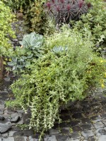 Fall planting in plant container with Sedum, autumn October