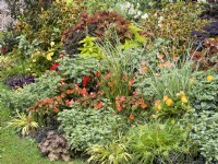 A mix of informal bedding plants add colour in bed in October. Orange flowers of Begonia Cascade with variegated Houttuynia alongside grass-like Anthericum. Assorted Plectranthus at the back, in front neat Cyperus prolifer and purple Heuchera, autumn October