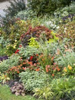 A mix of informal bedding plants add colour in bed in October. Orange flowers of Begonia Cascade with variegated Houttuynia alongside grass-like Anthericum. Assorted Plectranthus at the back, in front neat Cyperus prolifer and purple Heuchera, autumn October