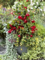 Mixed pot with red-flowered Mandevilla underplanted with yellow-flowered Calylophus and silver foliage trailing plant Dichondra argentea, autumn October