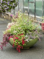 Shallow planter of mixed perennials including pale pink-flowered Salvia underplanted with Nepeta, cascading sedum and Acalypha, autumn October