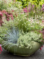 Shallow planter of mixed perennials including pale pink-flowered Salvia and Nepeta with blue grass foliage of Festuca, autumn October