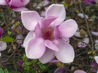 Magnolia 'Apollo' opening  flowers in mid March