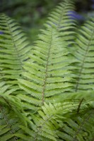 Dryopteris crassirhizoma, thick-stemmed wood fern, May
