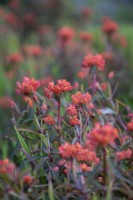 Euphorbia griffithii 'Fireglow', Perennial, May 