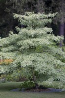 Cornus controversa 'Variegata', small deciduous tree, June
