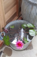 Nymphaea - Water lily in metal bucket as water feature, July