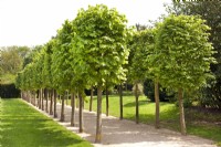 Pleached lime walk - tilia, May