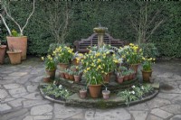Arrangement of spring bulbs in terracotta pots on the patio at Winterbourne Botanic Gardens, February