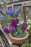 Hyacinth 'Woodstock' in the glasshouse at Winterbourne Botanic Gardens, February