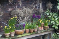 Arrangement of tete a tete daffodils and hyacinth 'Woodstock' in terracotta pots, and dried seed heads at Winterbourne Botanic Gardens, February