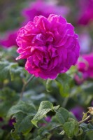 Rosa Young Lycidas, 'Ausvibrant'PBR, English Shrub Rose, June 
