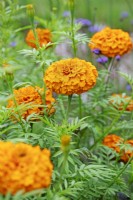 Tagetes 'Orange Beast' - Marigolds - August