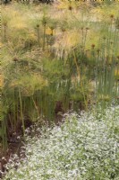 White flowers and foliage of Oenothera lindheimeri, gaura, in the foreground with Cyperus papyrus, paper reed, papyrus sedge, Nile grass in background. Summer. 