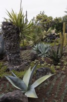 The Cactus and Succulent Garden in the Madeira Botanical Gardens. Summer. 