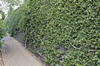 A stone wall, covered in a Ficus pumila, climbing or creeping fig. 