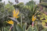 Birds of paradise, Strelitzia, flowers and foliage. Madeira Botanical Gardens. Summer. 