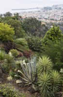 Looking over succulents in the Madeira Botanical Garden down to Funchal in the distance. Summer.