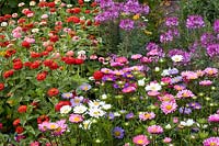 Bed with zinnias and summer asters, Zinnia elegans, Callistephus chinensis Stella 