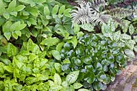 Combination of ornamental foliage plants, rainbow fern, hazelwort, lungwort, Athyrium niponicum Metallicum, Asarum europaeum, Pulmonaria Bavels 