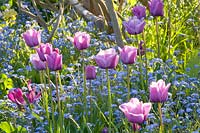 Purple tulips and forget-me-nots, Tulipa Bleu Amable, Myosotis 