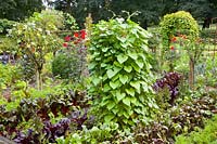 Vegetable garden with mixed culture 
