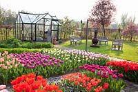 Vegetable garden with tulips in spring 