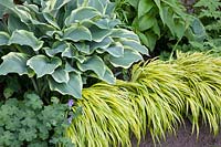 Hosta and Japanese forest grass 