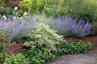 Wall planting with perennials and shrubs 