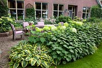 Terrace with perennials and hydrangeas as hedge, Hydrangea arborescens Annabelle 