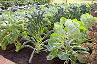 Bed with kale, Brussels sprouts and palm cabbage, Brassica oleracea Brilliant, Brassica oleracea Black Tuscany 