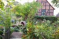 Garden view with apple tree, dahlias and asters, Malus Granny Smith, Dahlia Karma Choc, Aster frikartii Mönch 