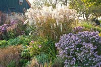Grasses and perennials, Miscanthus sinensis Flamingo, Aster Coombe Fishacre 