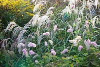 Bed with Chinese silver grass and burnet, Miscanthus sinensis Cascade, Sanguisorba obtusa Hokkaido 