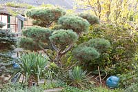 Silk pine as Big Bonsai, Pinus strobus Radiata 