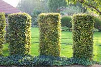 Hedge columns made of beech, Fagus sylvatica 