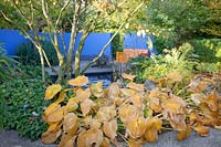 Modern garden in autumn, hostas and dogwood, Hosta, Cornus controversa 