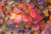 Autumn colouring of smoke tree, Cotinus coggygria Royal Purple 