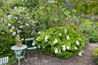 Seating area in small garden, Clematis, Hydrangea quercifolia 