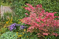 Bed in autumn with spindle bush, Euonymus alatus 