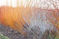 Willows in winter, Salix alba 