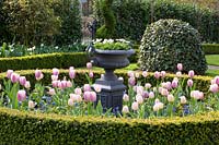 Front garden with tulips and grape hyacinths, Tulipa New Design, Muscari 