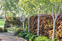 Seating under birch trees, Betula jaquemontii Grayswood Ghost 