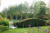 Seating area in front of yew hedge and birch, Taxus, Betula jaquemontii 