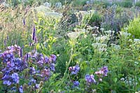 Combination, Agastache Black Adder, Phlox Blue Paradise, Parthenium integrifolium 